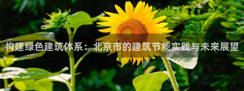 e尊国际-可可计划